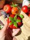 🍅 Свічка &laquo;Спілий томат&raquo; 1113766580_c1 фото 7