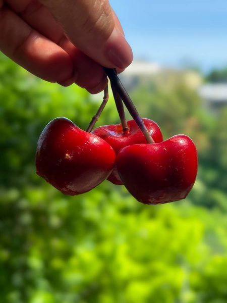 🍒 Набор из трёх свечей &laquo;Черешня&raquo; 111377022 фото