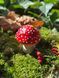 🍄 Свеча &laquo;AMANITA STUDY&raquo; 1113766590 фото 10