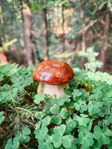 🍄 Соєва свічка «Гриб Боровик» 1113766360 фото