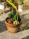 🌵 Свічка &laquo;Home Garden &mdash; Greenhouse&raquo; 111377036 фото 4