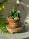 🌵 Свічка &laquo;Home Garden &mdash; Greenhouse&raquo; 111377036 фото 2
