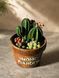 🌵 Свічка &laquo;Home Garden &mdash; Greenhouse&raquo; 111377036 фото 1