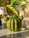 🌵 Свеча &laquo;Cactus Glow&raquo; 111377038 фото 9