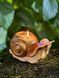 🐌 Свеча-улитка &laquo;Пані Неспішка&raquo; 111377054 фото 1