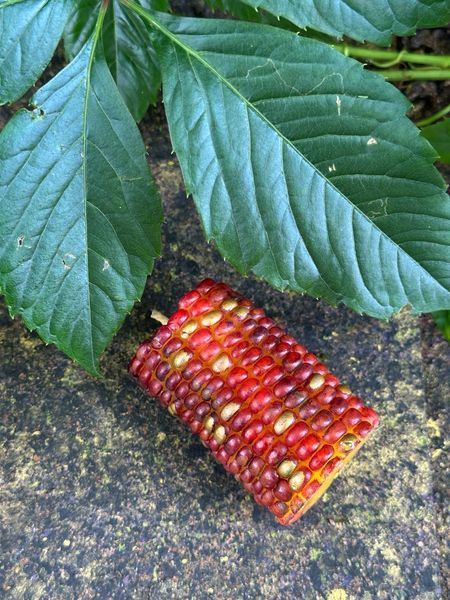 🌽 Свічка &laquo;Кольорова кукурудза&raquo; 111377056 фото
