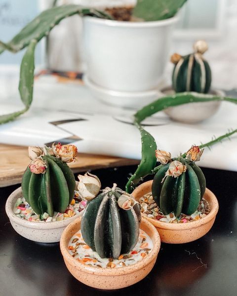 🌵 Набір свічок &laquo;Кактус&raquo; 8946467 фото