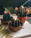 🌵 Набір свічок &laquo;Кактус&raquo; 8946467 фото 14