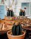 🌵 Набір свічок &laquo;Кактус&raquo; 8946467 фото 4