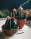 🌵 Набір свічок &laquo;Кактус&raquo; 8946467 фото 11